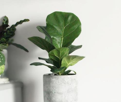 致富经水培植物_水培植物的经济价值_水培育植物