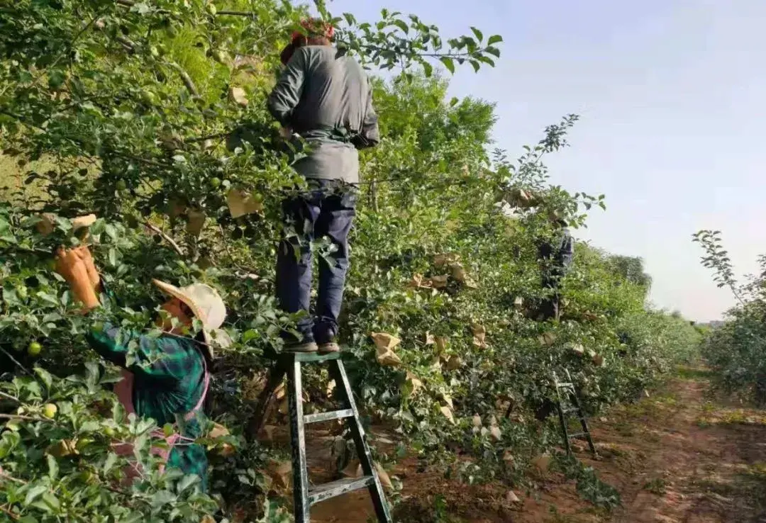 小致富经视频播放_视频致富播放小程序下载_视频致富经