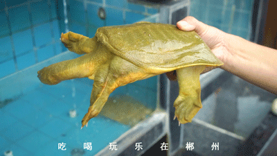 莽山黑猪之父_致富经散养黑猪视频全集_2019致富经莽山黑猪