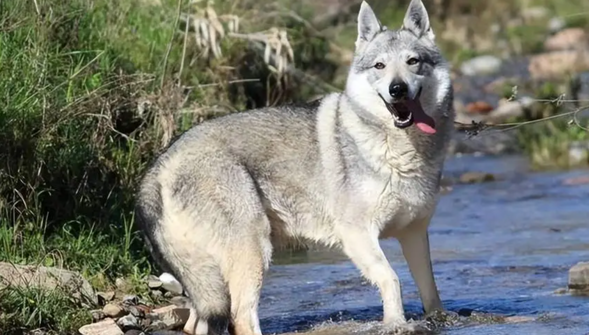 捷克狼犬养殖基地_养殖捷克狼犬致富_致富捷克养殖狼犬图片