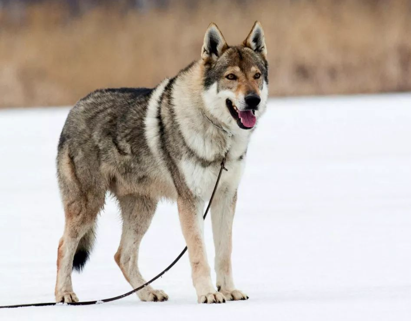 捷克狼犬养殖基地_养殖捷克狼犬致富_致富捷克养殖狼犬图片