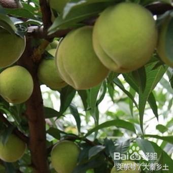 农村种植哪些果树可以致富？农村养种植什么可以发家致富？