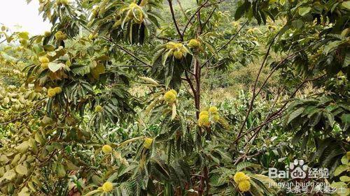 农村种植哪些果树可以致富？农村养种植什么可以发家致富？