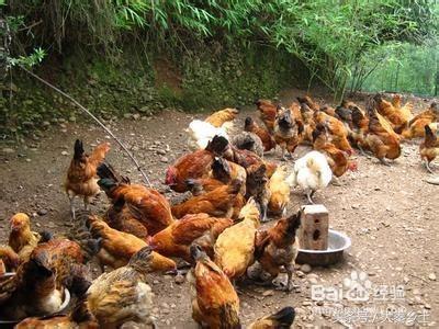 农村种植哪些果树可以致富？农村养种植什么可以发家致富？