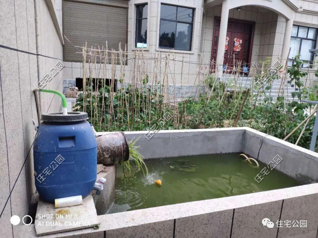 庭院种植什么最赚钱_庭院种植致富技术_庭院种植致富项目