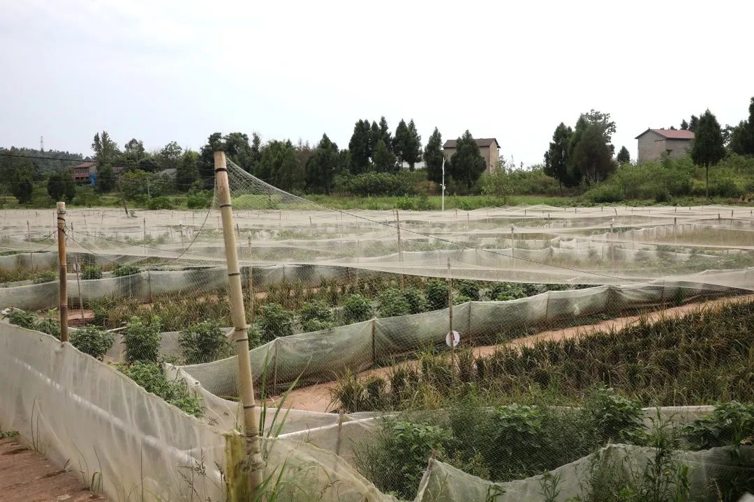 致富经钟玉秀_致富经养蛙_致富经钟玉秀养蛙