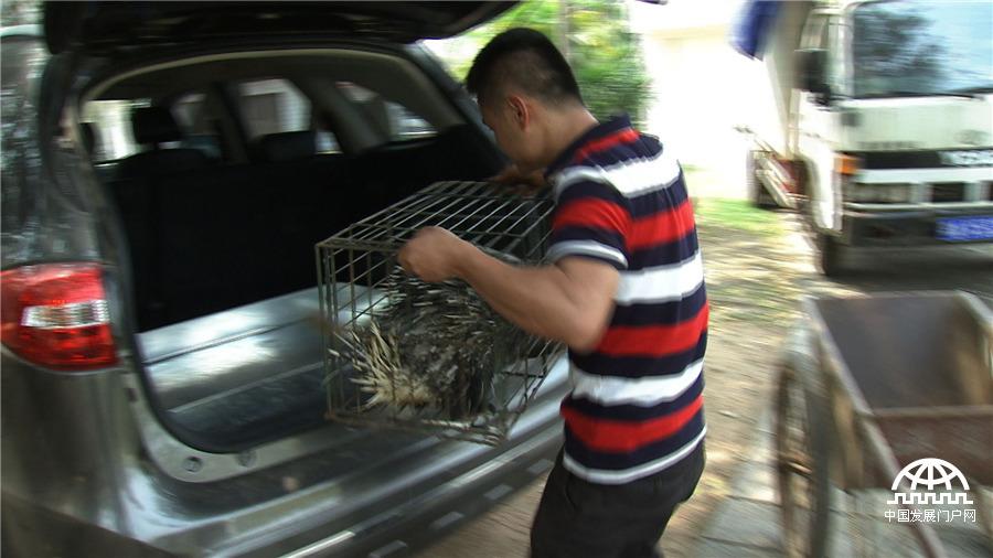 致富养殖豪猪视频_致富经养殖豪猪_致富养殖豪猪图片