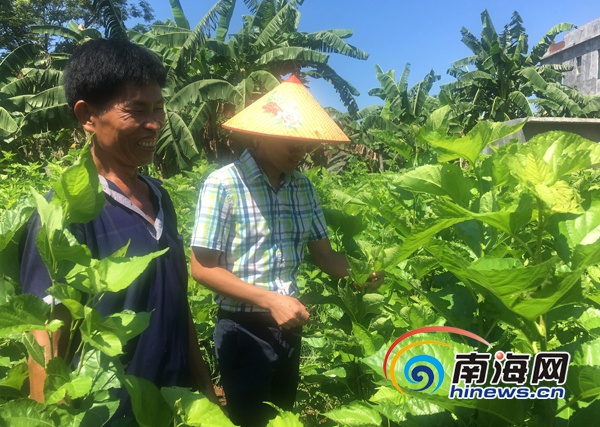 致富养殖养蚕项目介绍_养蚕养殖致富项目_养蚕致富新出路