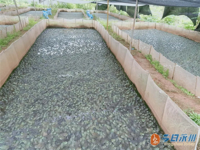 江华界牌乡：牛蛙养殖敲开致富门