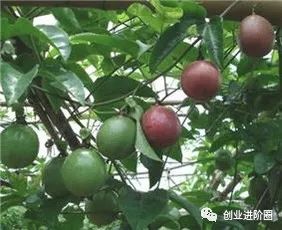致富农村养殖种植_农村致富种植养殖技术_农村致富种植养殖