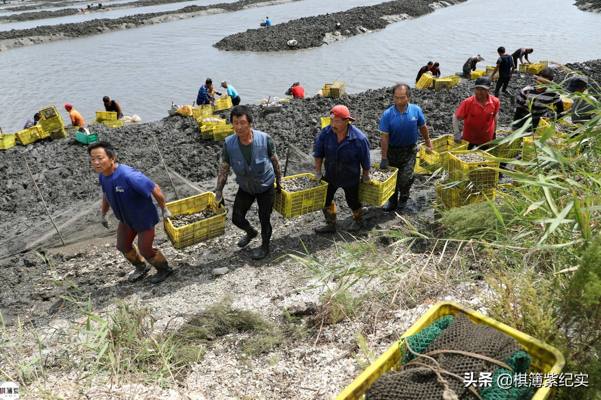 小人仙处理方法_小人仙如何养殖_小人仙养殖技术