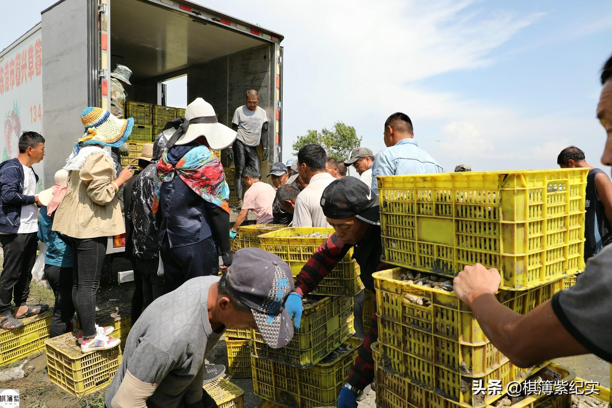 小人仙处理方法_小人仙如何养殖_小人仙养殖技术