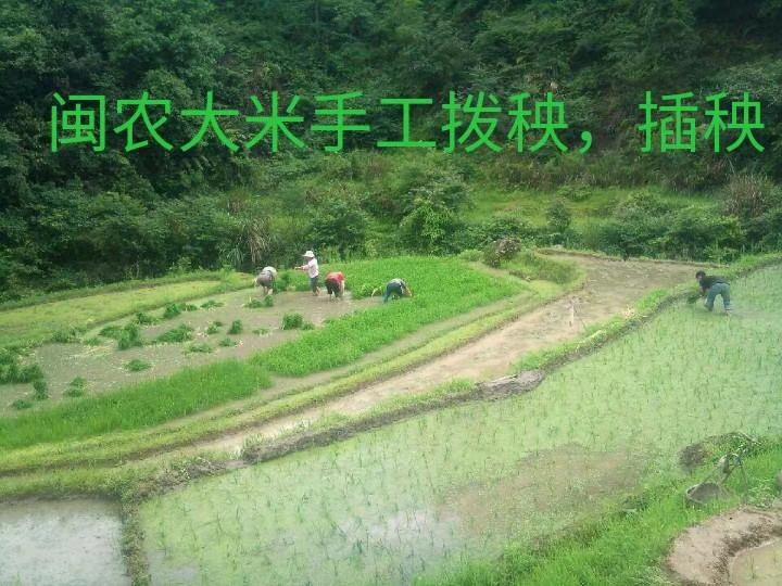 蛤蚧的养殖致富_蛤蚧的养殖致富_蛤蚧的养殖致富