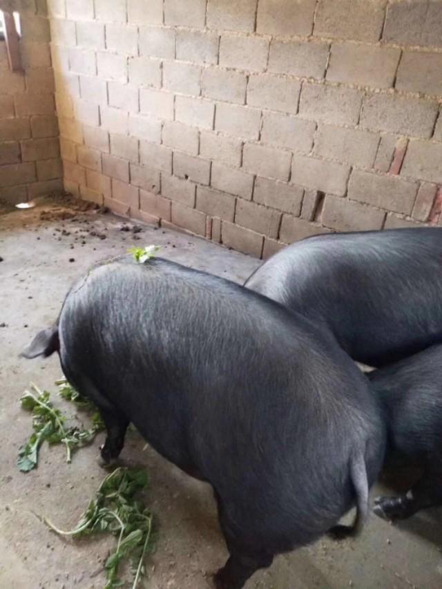 蛤蚧的养殖致富_蛤蚧的养殖致富_蛤蚧的养殖致富