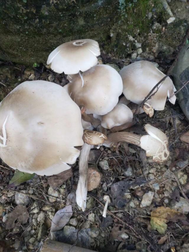蛤蚧的养殖致富_蛤蚧的养殖致富_蛤蚧的养殖致富