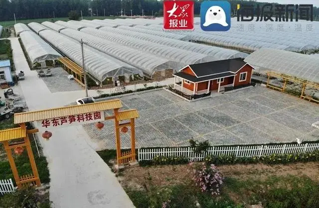 钻研芦笋20多年！曹县这位芦笋专家带领村民走向致富路！