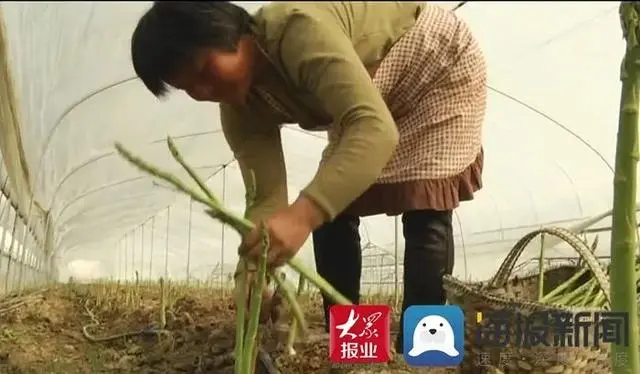 种植芦笋前景如何_芦笋种植骗局致富_种植芦笋赚钱吗