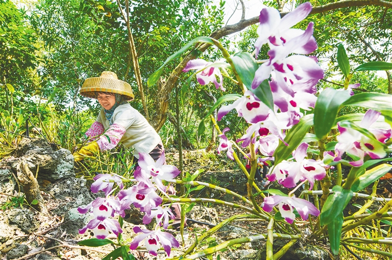 火山石缝里开出“致富花”