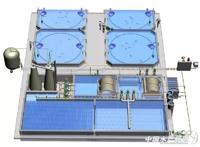 养殖白鱼技术视频_养殖白鱼技术与管理_白鱼养殖技术