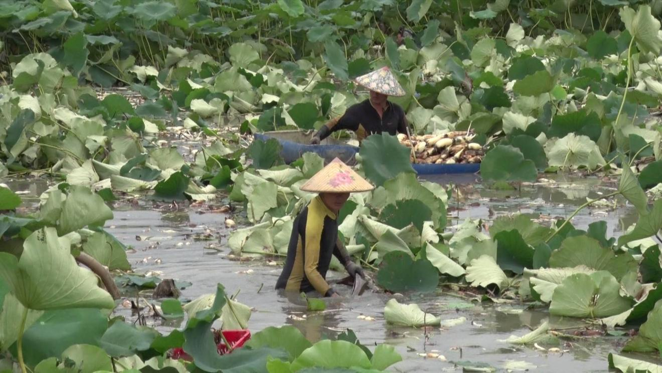 致富经养藕_致富经浙江人养莲藕_莲藕养殖利润