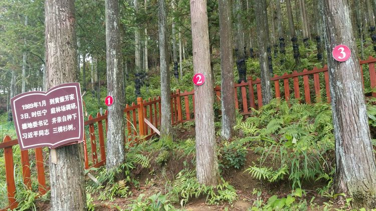 ​绿盈乡村 | 宁德市周宁县七步镇后洋村——千亩绿林激活“绿色经济”