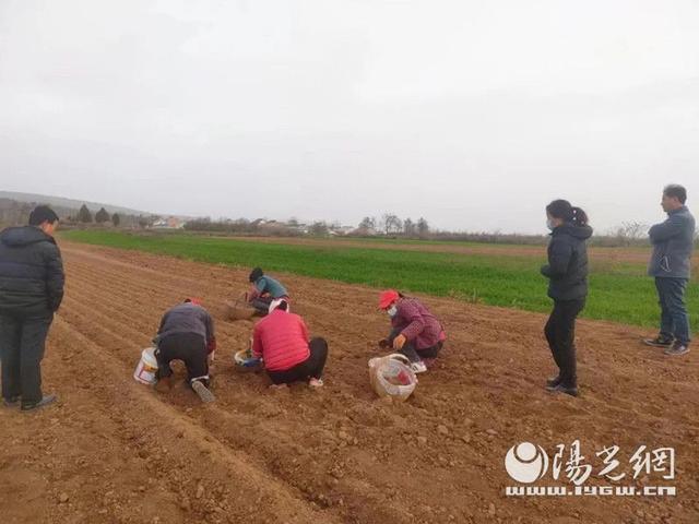敖家村种植致富_致富农村_致富经农村种植