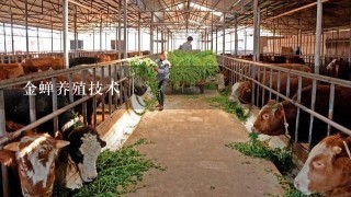 金蝉养殖技术,我是山东滨州的，请问在这附近有养知了猴成功的吗，我想学习养殖