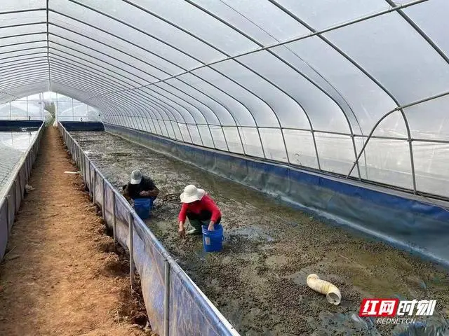 湖北省田螺养殖基地联系方式_致富经养殖田螺技术视频_湖北养殖田螺致富