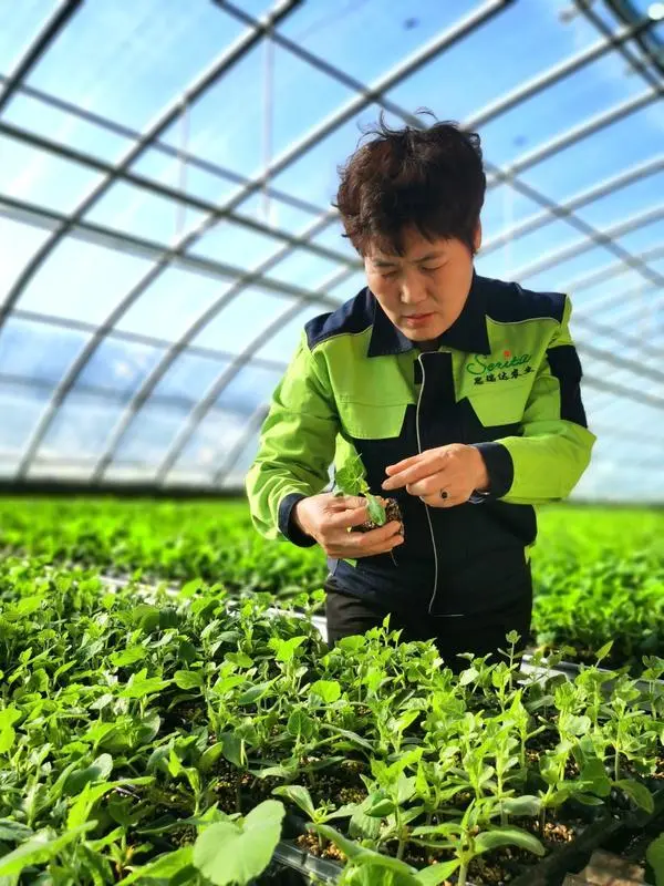 灵宝中药材种植_灵宝农作物_灵宝种植致富