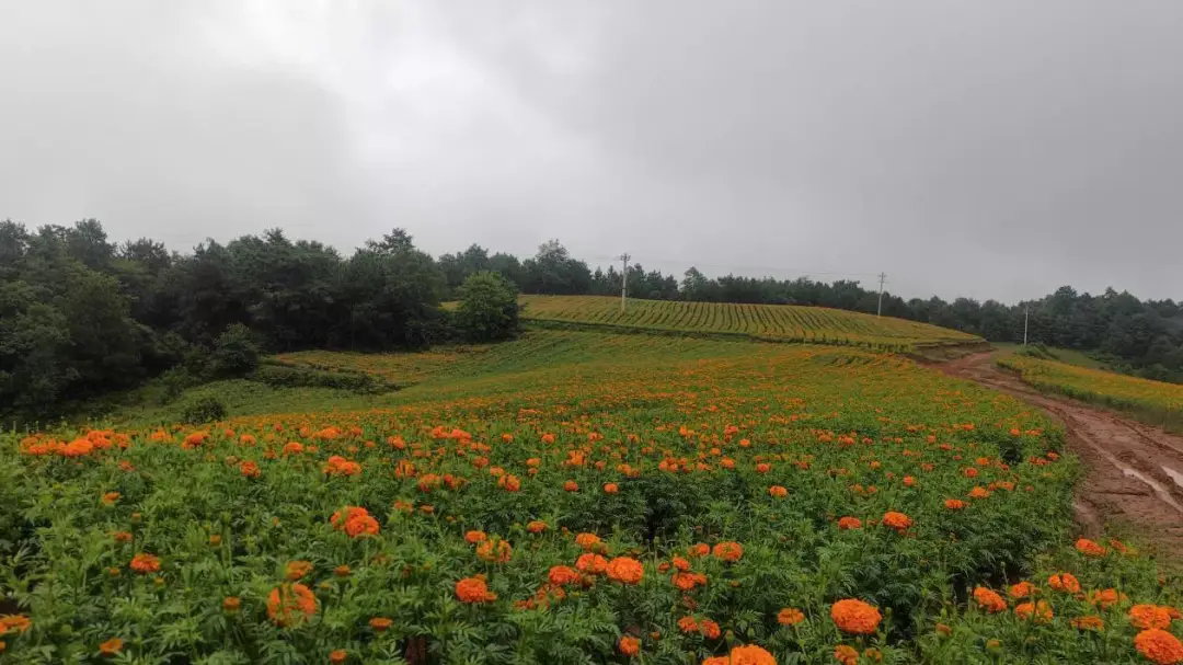 昆明种植花卉致富_云南昆明种花基地_云南昆明花卉种植基地