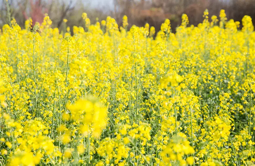云南昆明花卉种植基地_昆明种植花卉致富_云南昆明种花基地