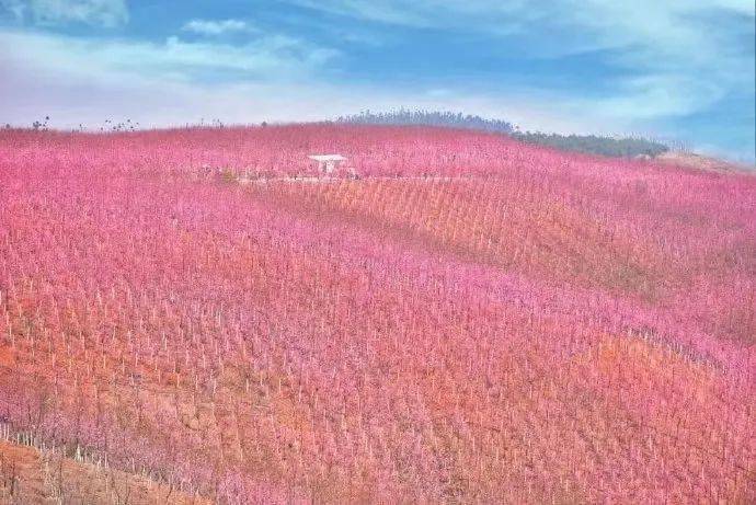云南昆明花卉种植基地_云南昆明种花基地_昆明种植花卉致富