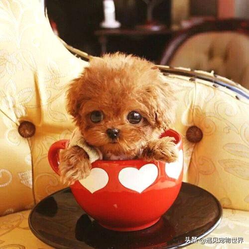 致富犬养殖茶杯犬好吗_致富养殖茶杯犬_养茶杯犬赚钱吗