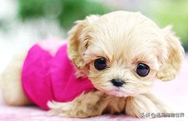 致富犬养殖茶杯犬好吗_养茶杯犬赚钱吗_致富养殖茶杯犬