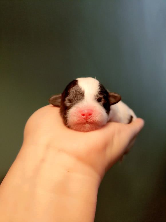 致富犬养殖茶杯犬好吗_致富养殖茶杯犬_致富犬养殖茶杯犬