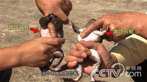 [致富经]大山深处蛙财富