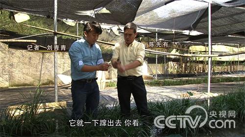 [致富经]大山深处蛙财富
