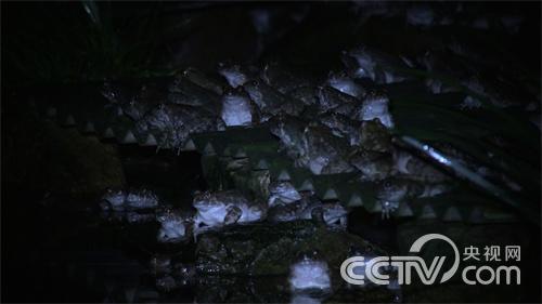 [致富经]大山深处蛙财富