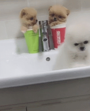 养茶杯犬赚钱吗_致富养殖茶杯犬_养殖茶杯犬养殖地