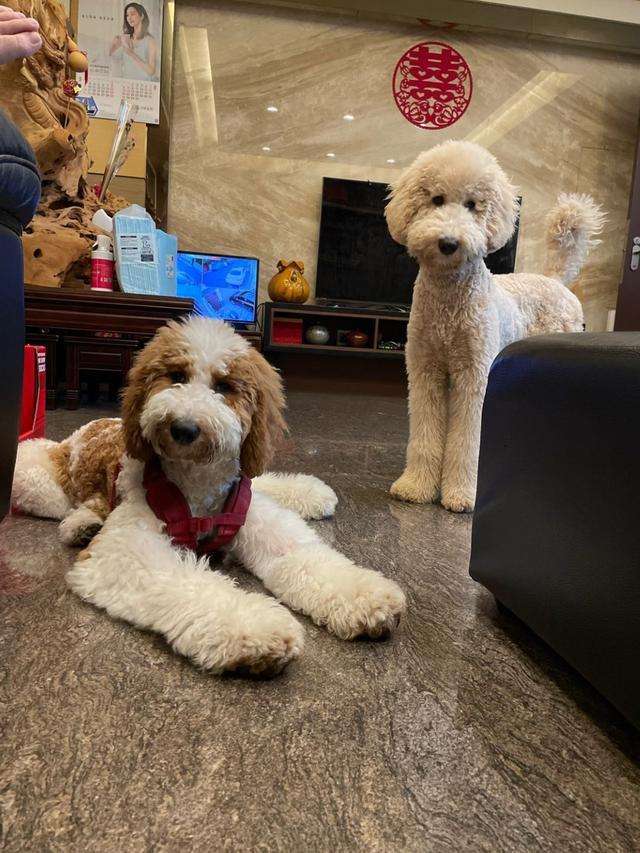 致富养殖茶杯犬_养茶杯犬赚钱吗_养殖茶杯犬养殖地