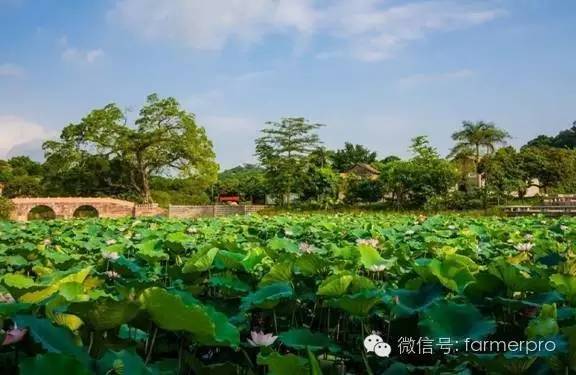 种植南瓜效益怎么样_致富南瓜种植大户名单_大南瓜种植致富