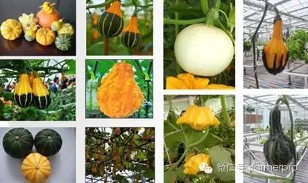 致富南瓜种植大户名单_大南瓜种植致富_种植南瓜效益怎么样