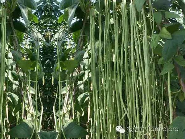 大南瓜种植致富_致富南瓜种植大户名单_种植南瓜效益怎么样