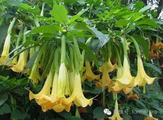 大南瓜种植致富_致富南瓜种植大户名单_种植南瓜效益怎么样