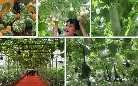 大南瓜种植致富_种植南瓜效益怎么样_致富南瓜种植大户名单