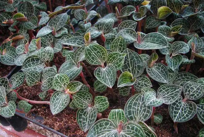 金线莲种植技术