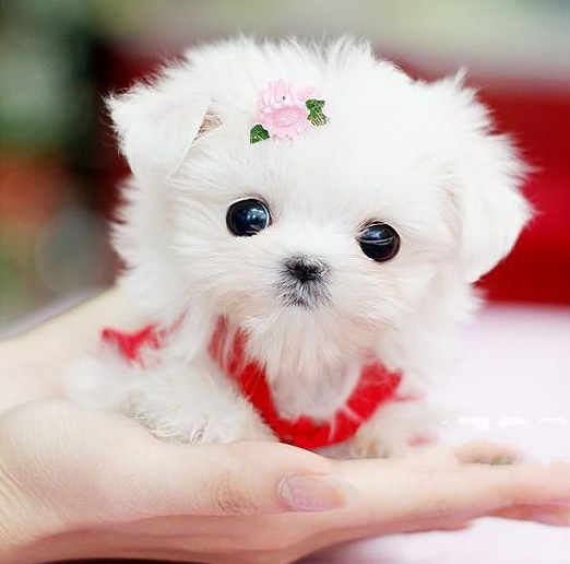 致富养殖茶杯犬_养殖茶杯犬养殖地_养茶杯犬赚钱吗