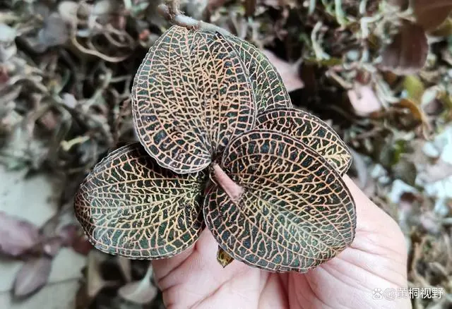 药材种植致富项目_种植什么药材致富_致富药材种植基地在哪