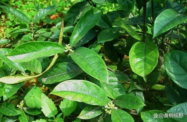 药材种植致富项目_致富药材种植基地在哪_种植什么药材致富