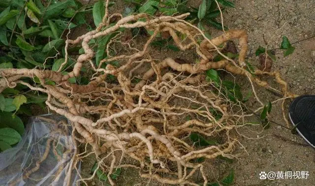 种植什么药材致富_致富药材种植基地在哪_药材种植致富项目